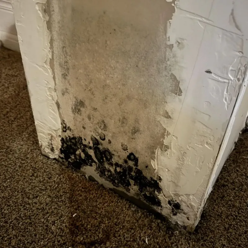 Professional Mold Removal in Secaucus, NJ